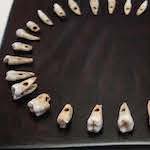 Diese durchbohrten Zähne trugen Bandkeramiker bei Schweinfurt wohl als Schmuck. Foto: Borée