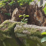 Zerstörter Grabstein auf dem jüdischen Friedhof Schopfloch